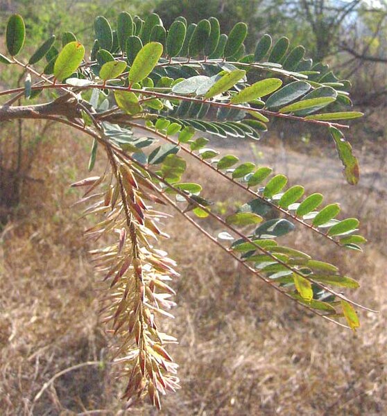 Mexican Alvaradoa