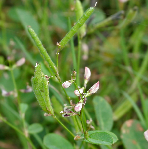 Bupleurum-leaved Alysicarpus