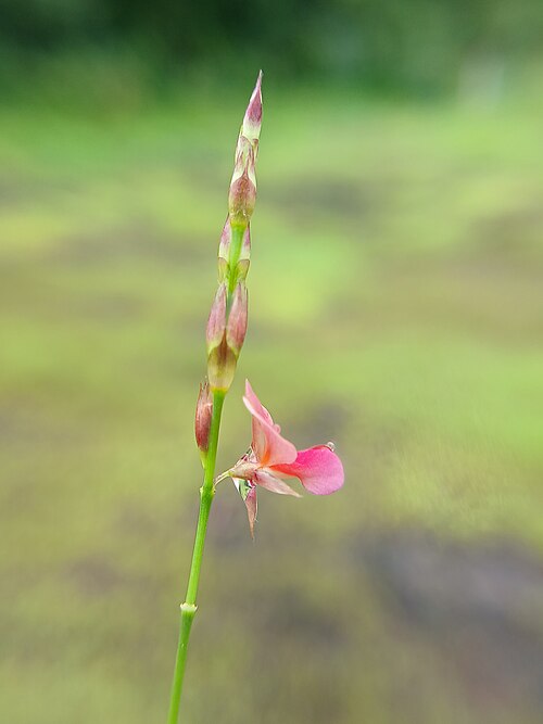 Bupleurum-leaved Alysicarpus