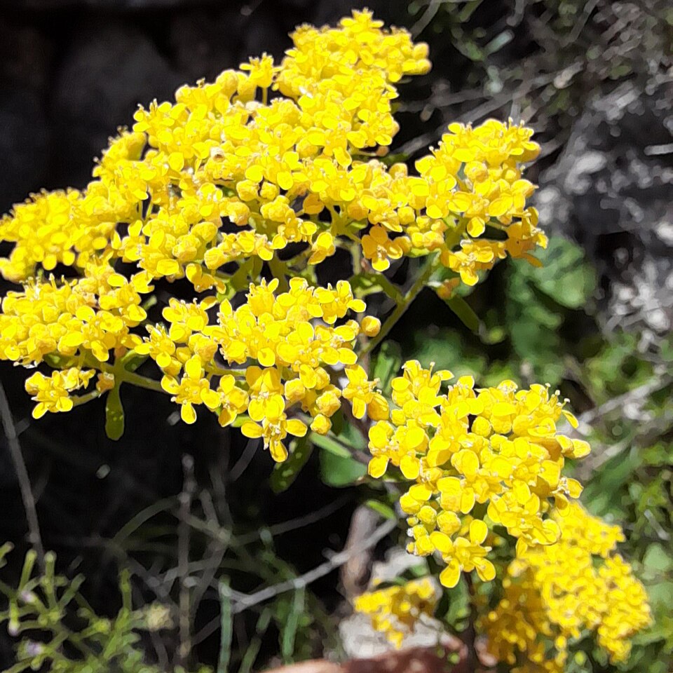 Yellowtuft
