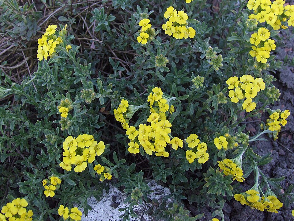 Yellowtuft