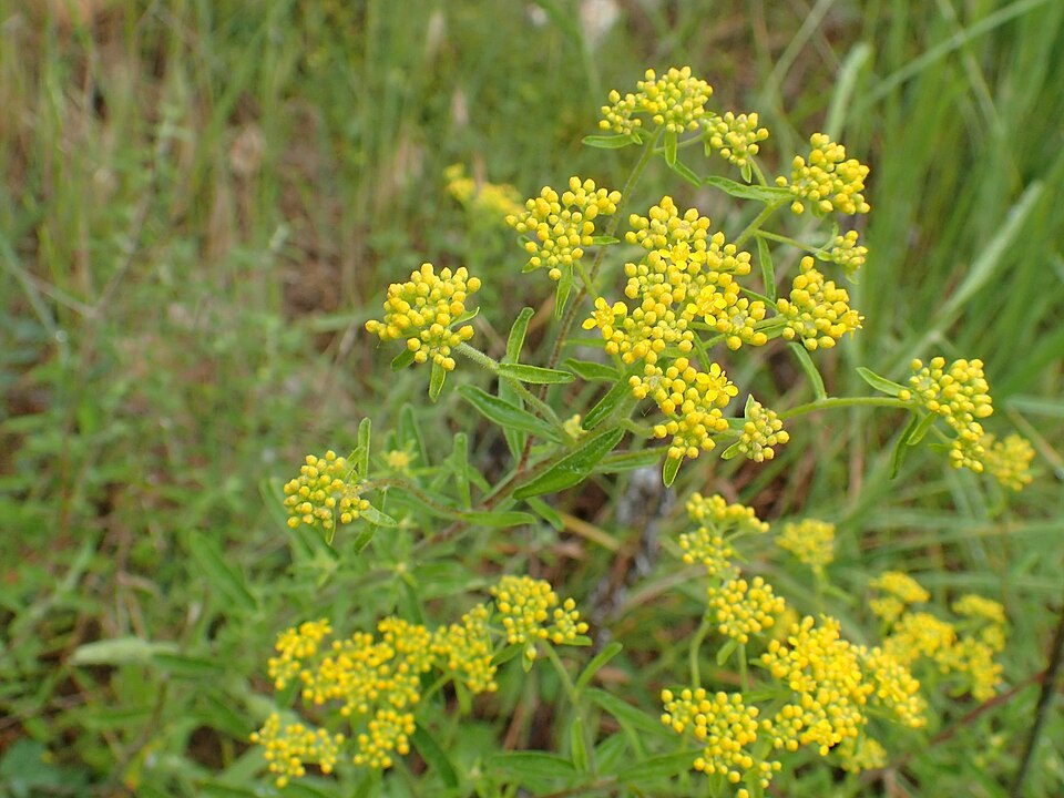 Yellowtuft