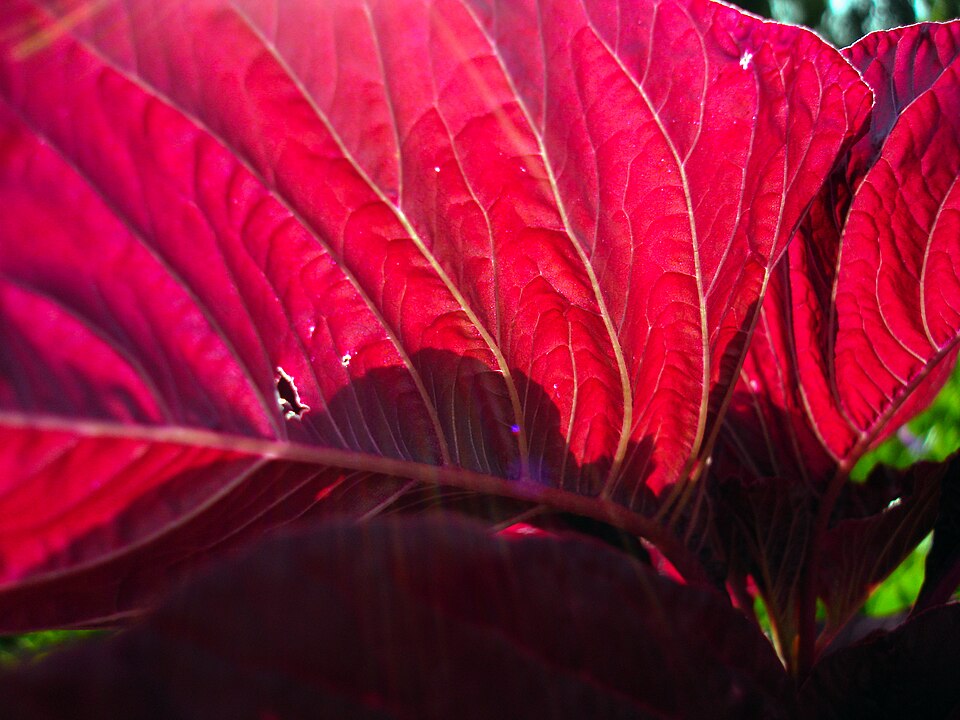 Greenstripe