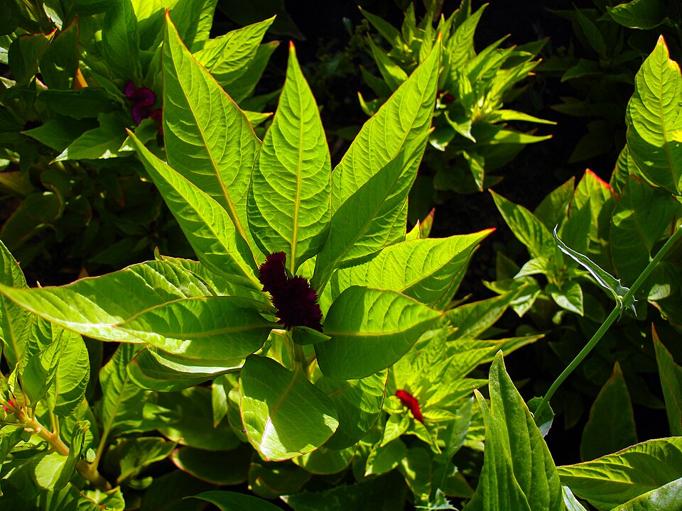 Greenstripe