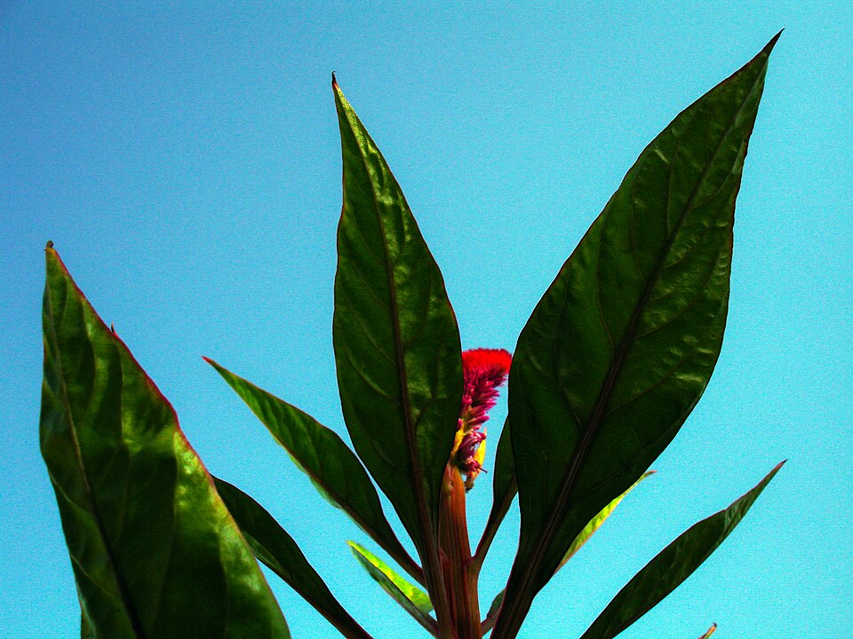 Greenstripe