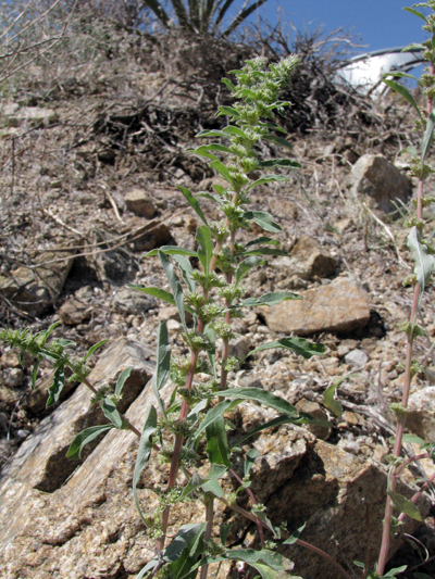 Bigelow's Amaranth
