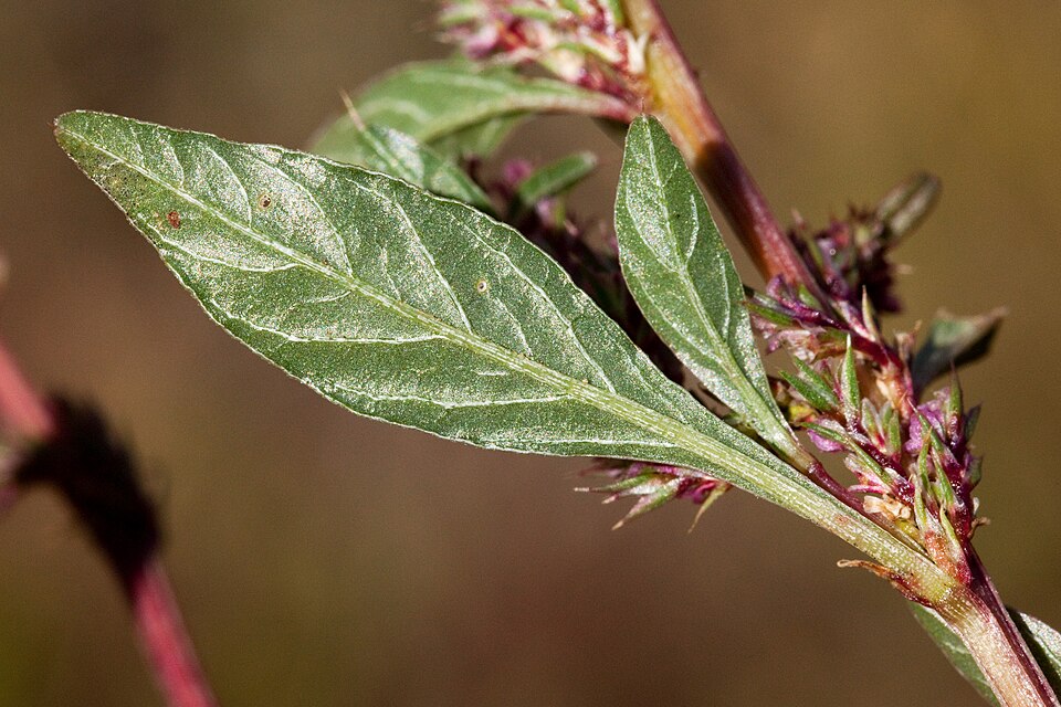 Bigelow's Amaranth