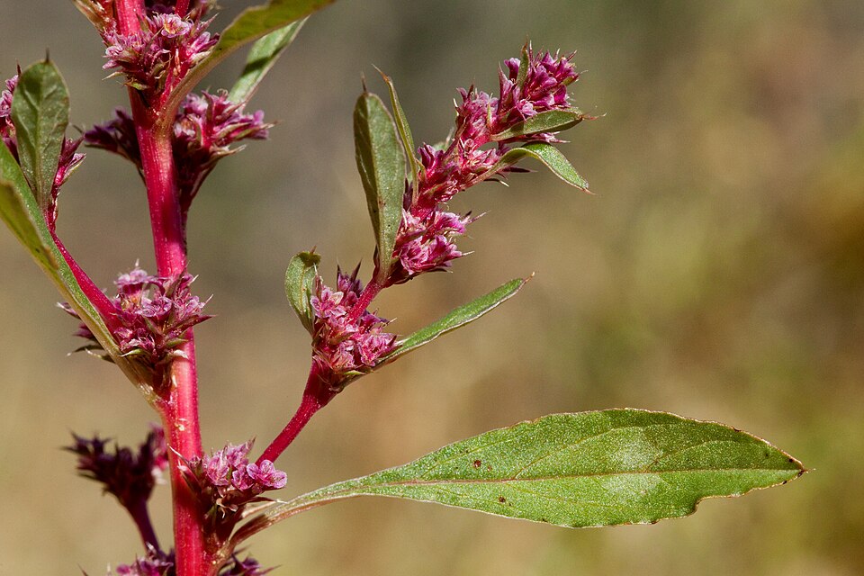 Bigelow's Amaranth