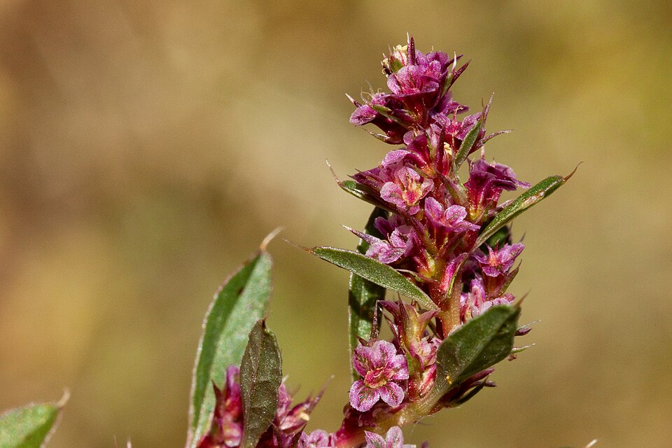 Bigelow's Amaranth