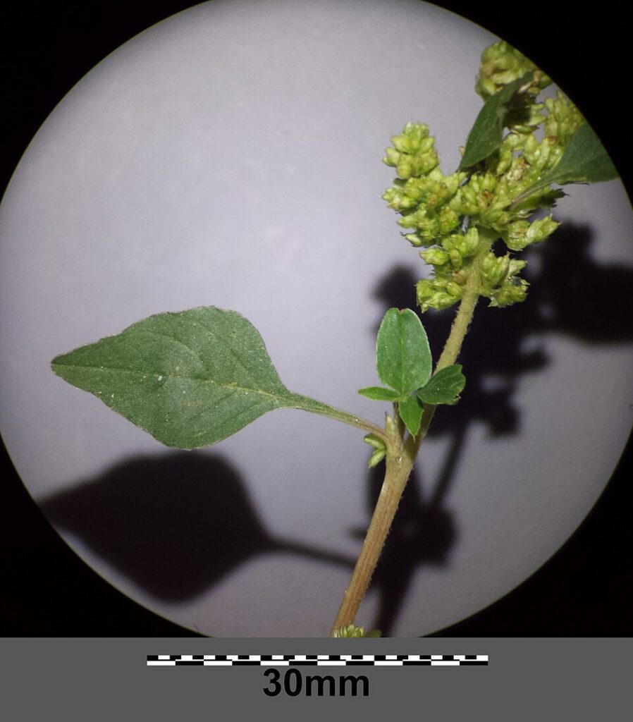 Largefruit Amaranth