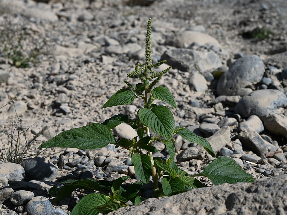 Spleen Amaranth