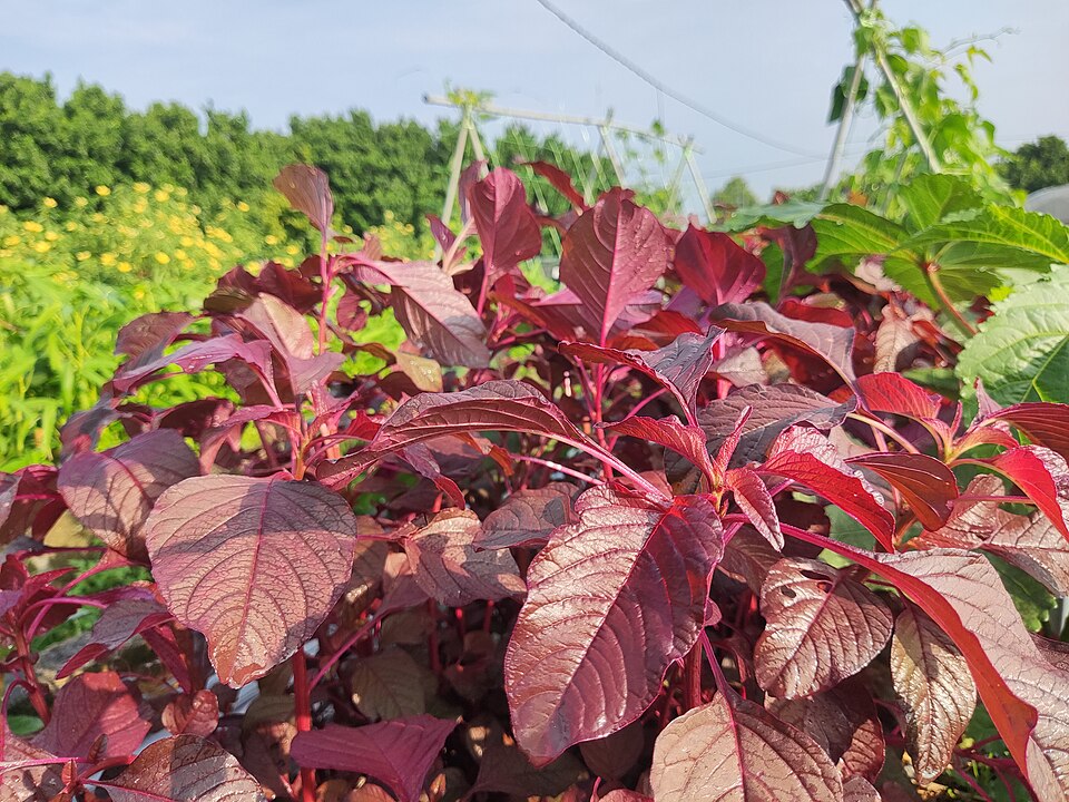 Spleen Amaranth