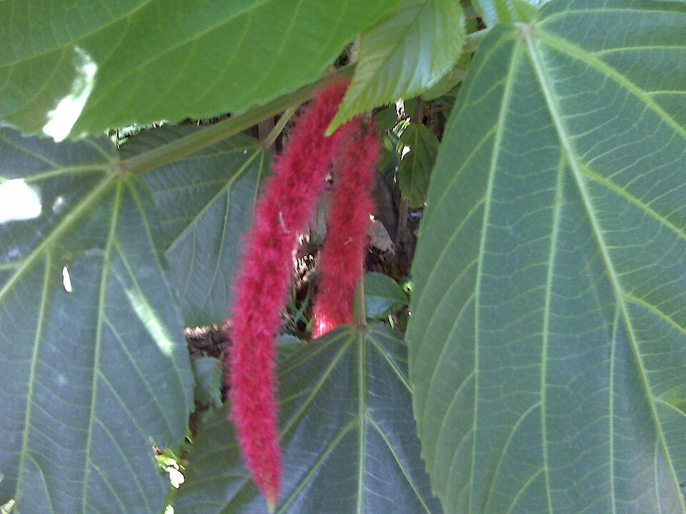 Spleen Amaranth