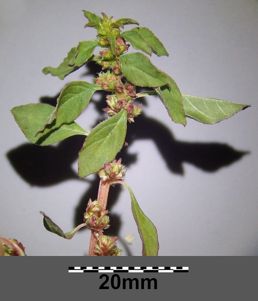 Mediterranean Amaranth