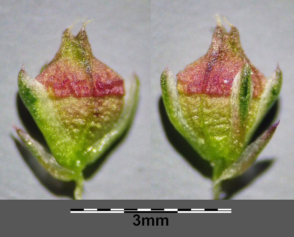 Mediterranean Amaranth