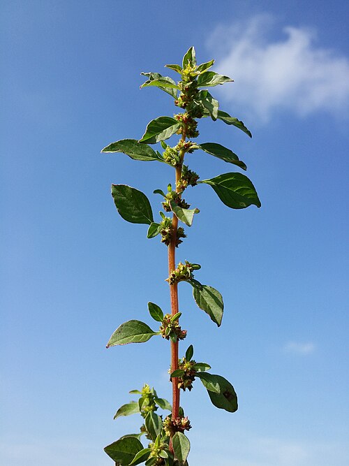 Mediterranean Amaranth