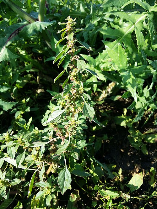 Mediterranean Amaranth