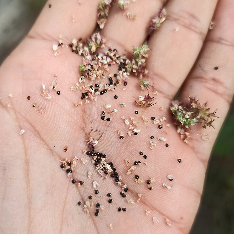 Slim Amaranth