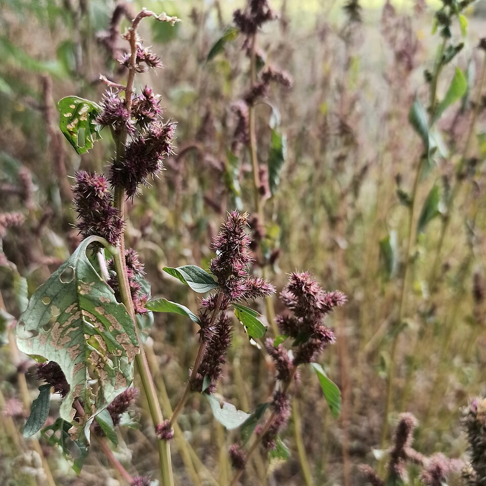 Slim Amaranth