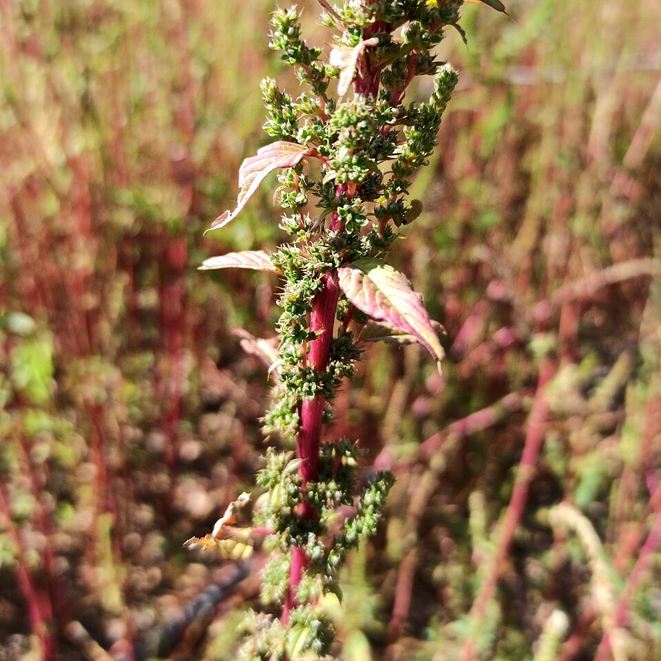 Slim Amaranth