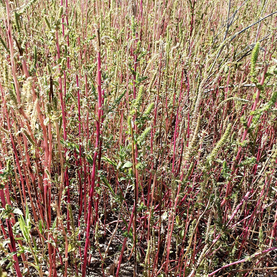 Slim Amaranth