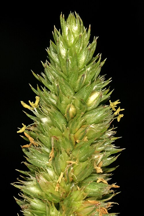 Slim Amaranth