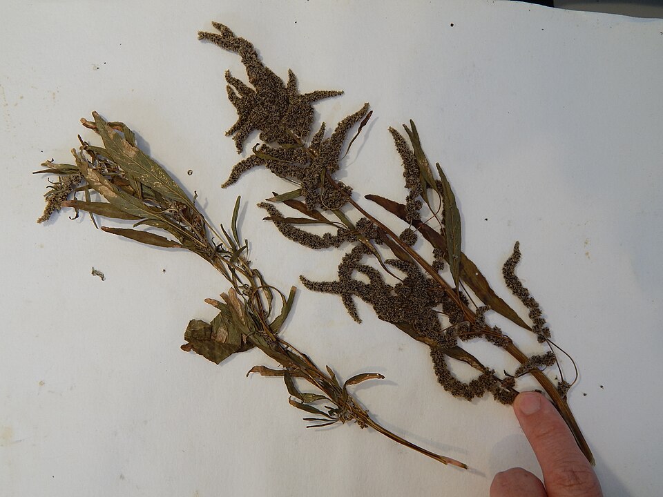 Carelessweed
