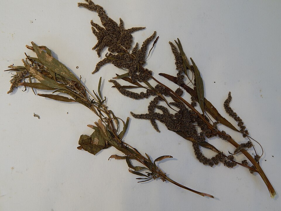 Carelessweed