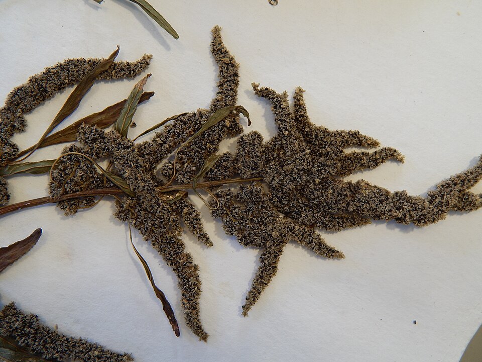 Carelessweed