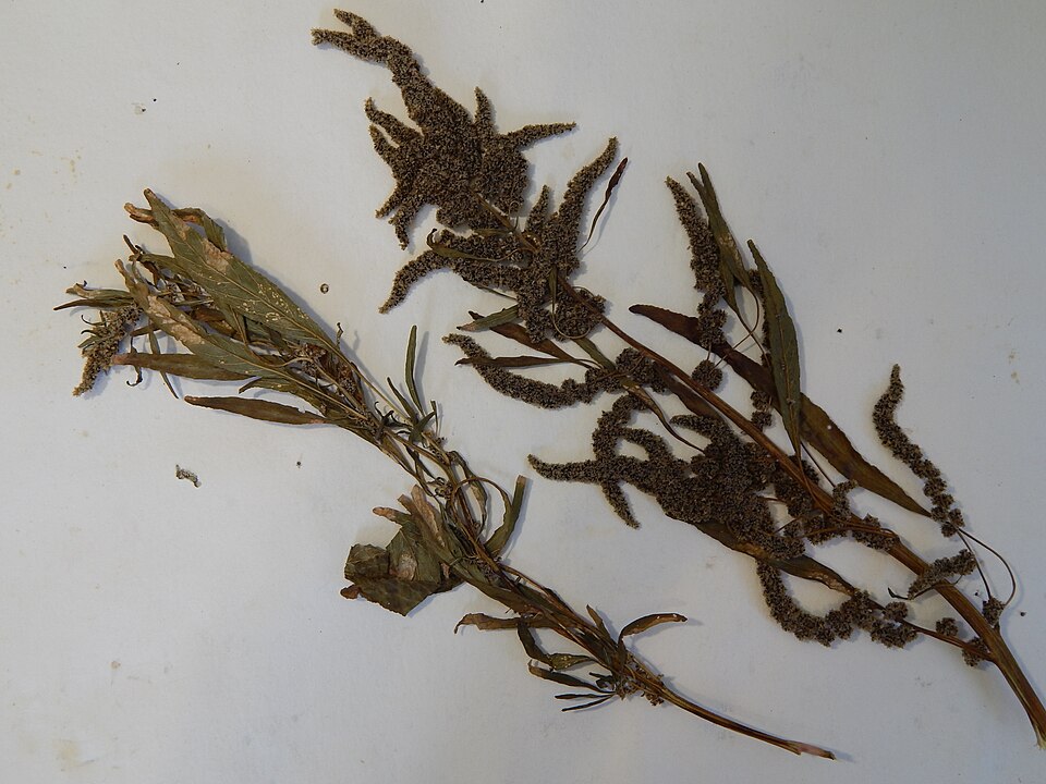 Carelessweed