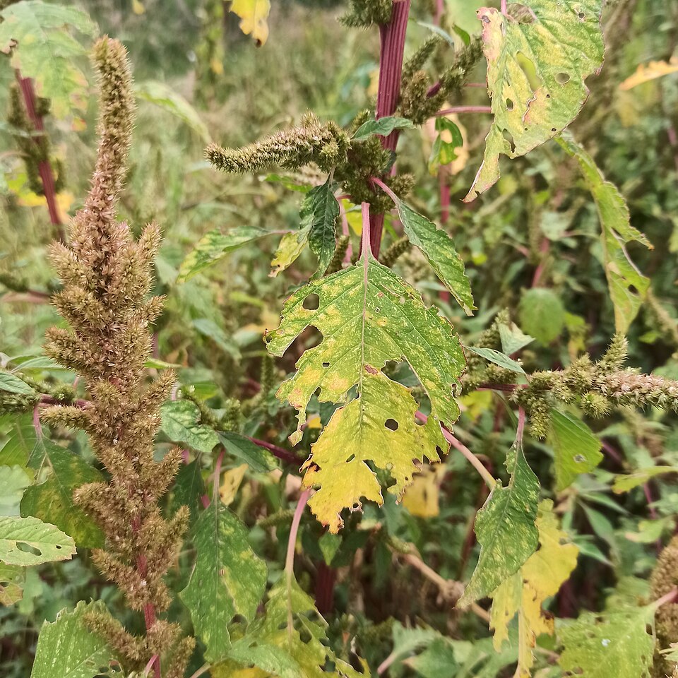 Powell's Amaranth