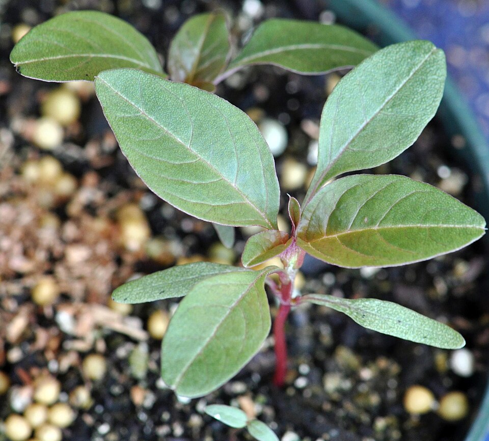 Powell's Amaranth