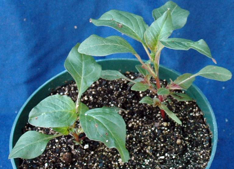 Powell's Amaranth