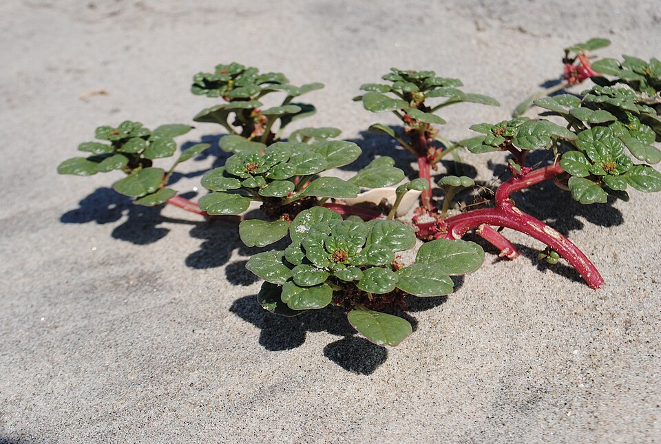 Seaside Amaranth