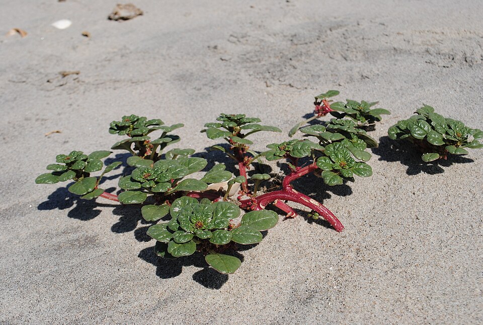 Seaside Amaranth