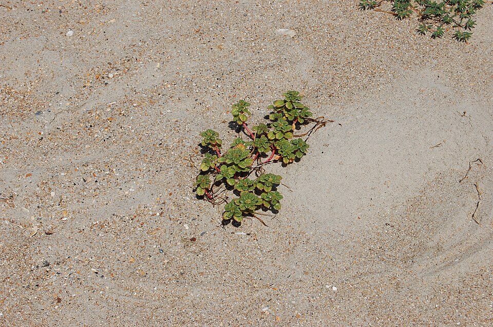 Seaside Amaranth