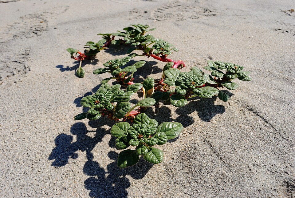 Seaside Amaranth