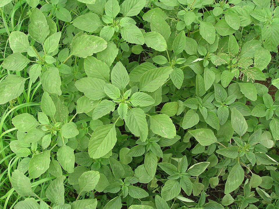 Spiny Amaranth