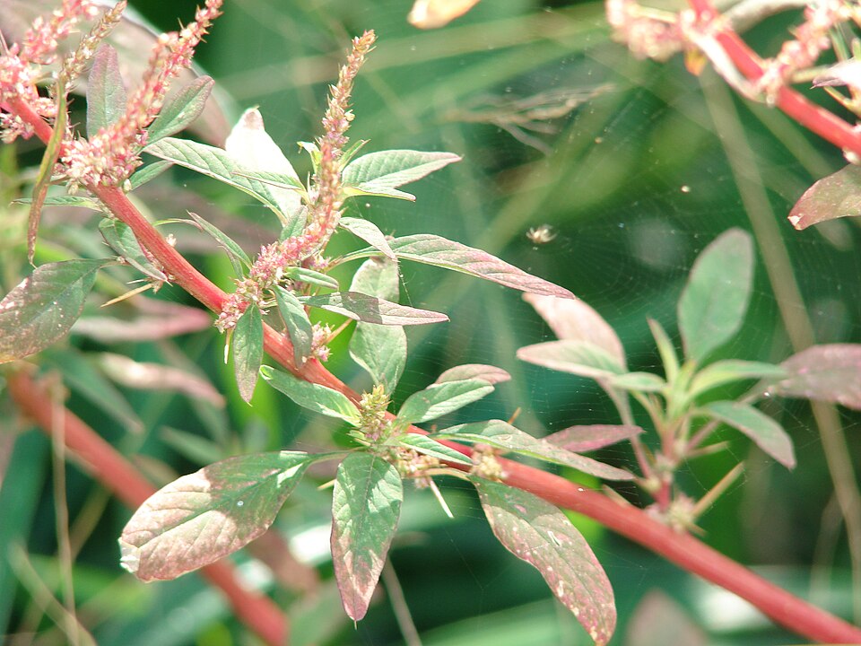 Spiny Amaranth