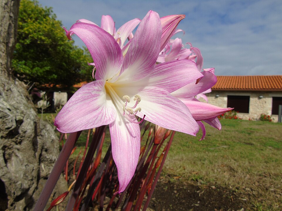 Belladonna Lily
