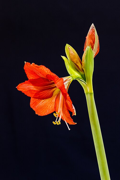 Belladonna Lily