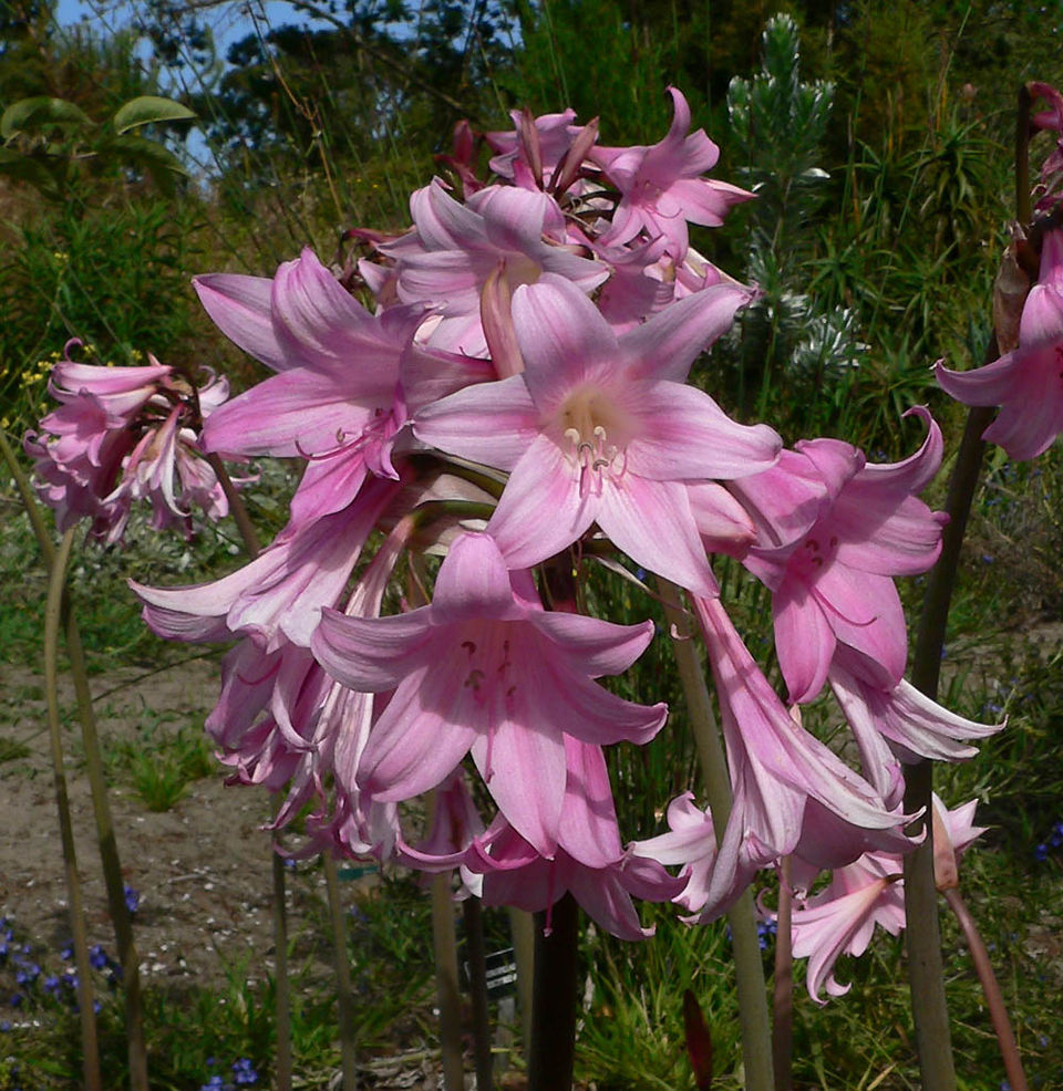 Belladonna Lily