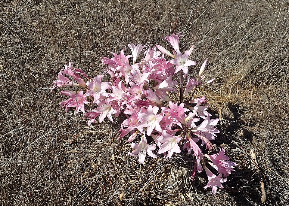 Belladonna Lily
