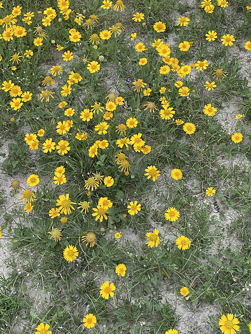 Huisache Daisy