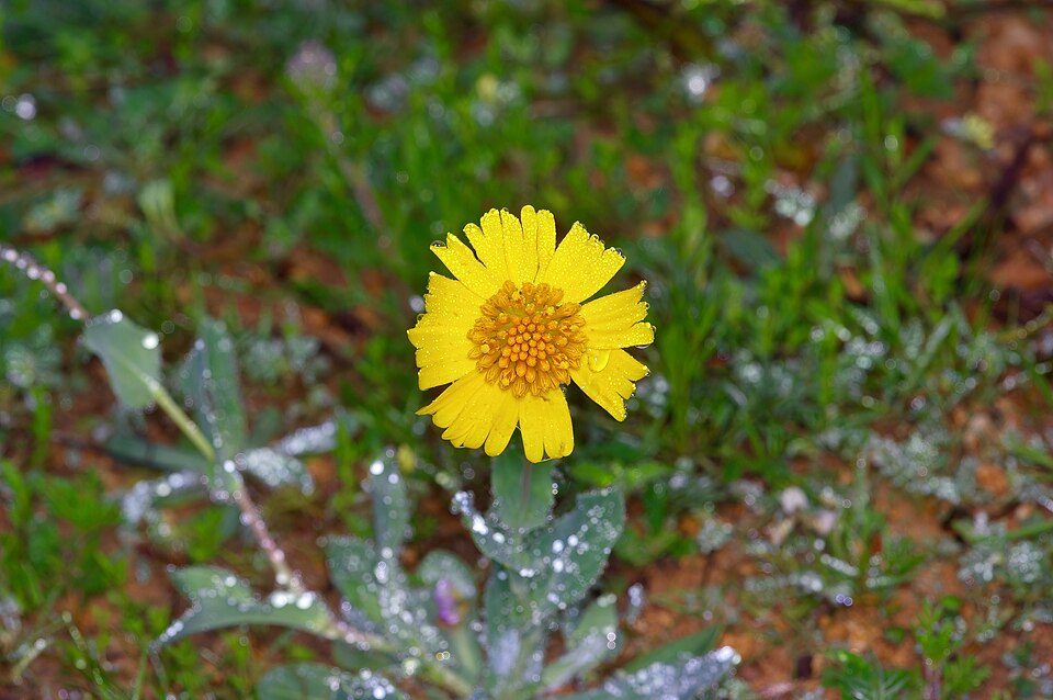 Huisache Daisy
