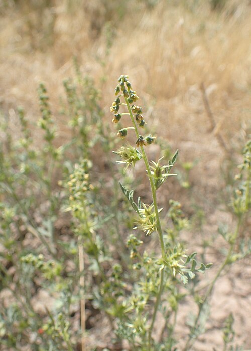 Flatspine Bur Ragweed