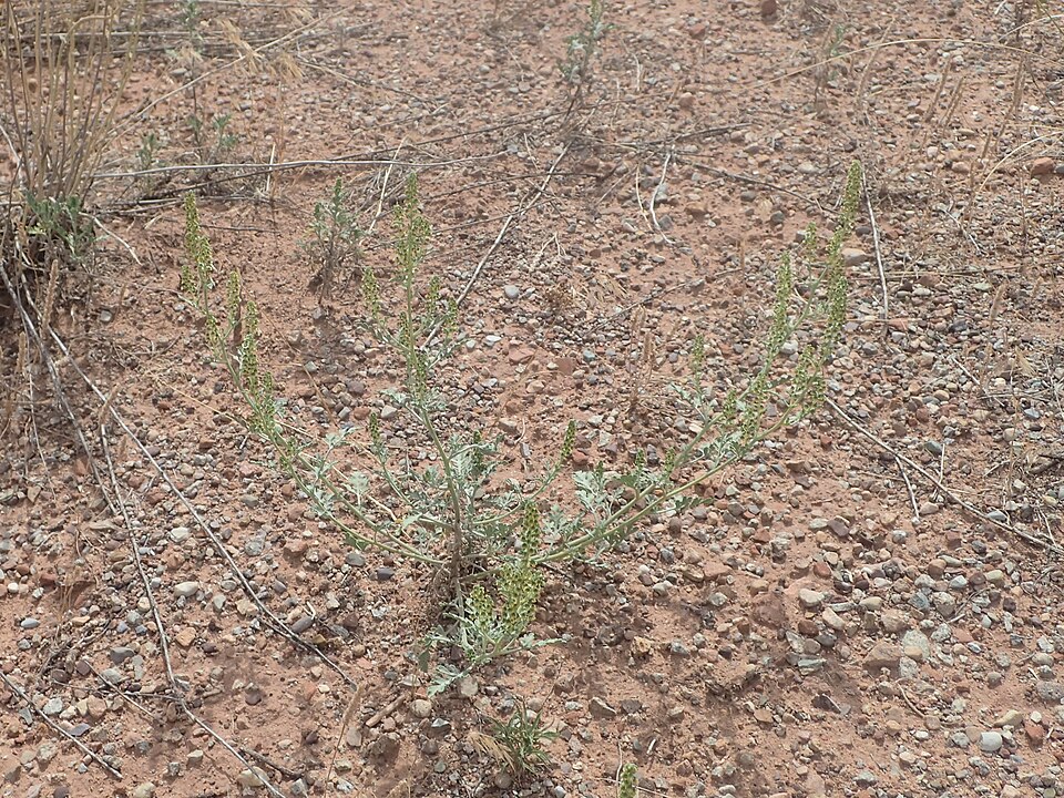 Flatspine Bur Ragweed