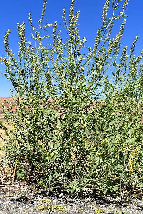 Flatspine Bur Ragweed