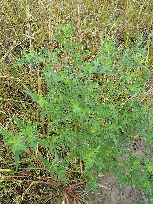 Annual Ragweed