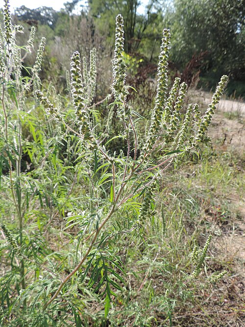 Annual Ragweed